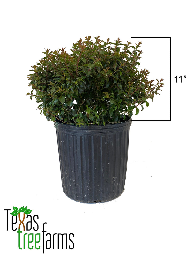 Crape Myrtle Pocomoke 3 Gallon FREE SHIPPING !