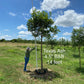 Texas Ash