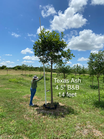 Ash Texas