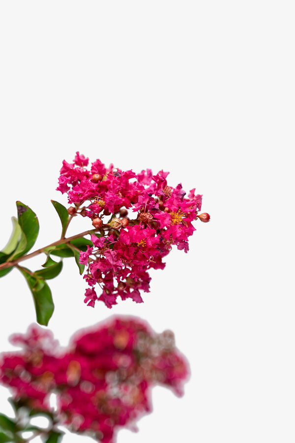 Crape Myrtle Tonto