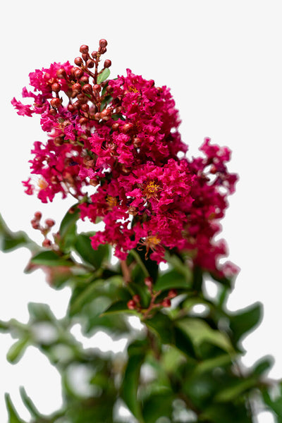 Crape Myrtle Tonto