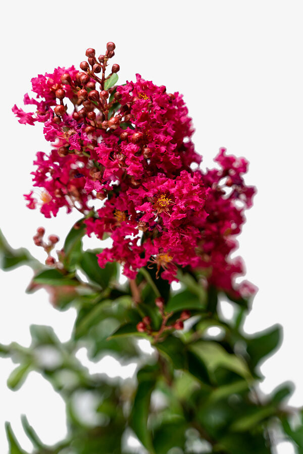 Crape Myrtle Tonto