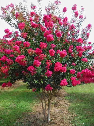 Crape Myrtle Tonto