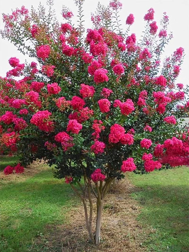 Crape Myrtle Tonto