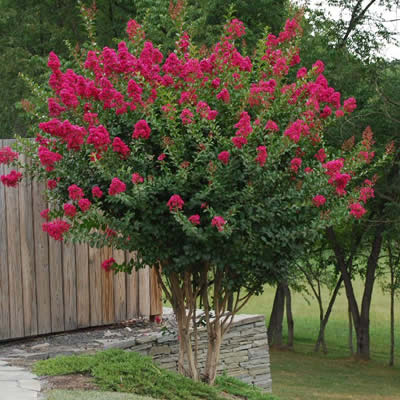 Crape Myrtle Tonto