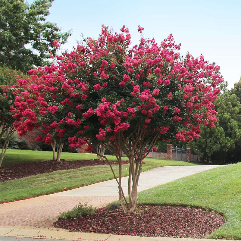 Crape Myrtle Tonto