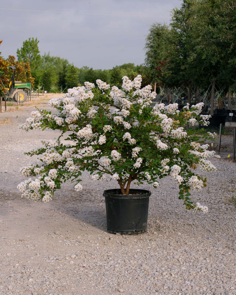 Crape Myrtle Acoma
