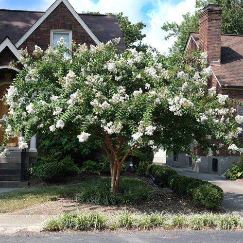 Crape Myrtle Acoma