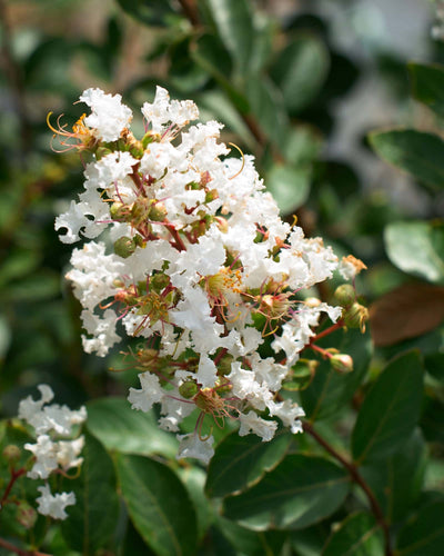 Crape Myrtle Acoma
