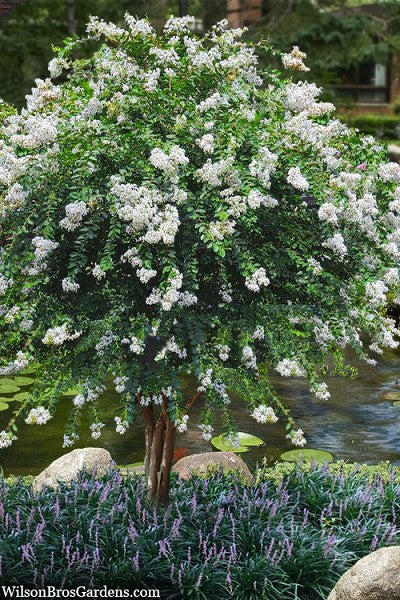 Crape Myrtle Acoma