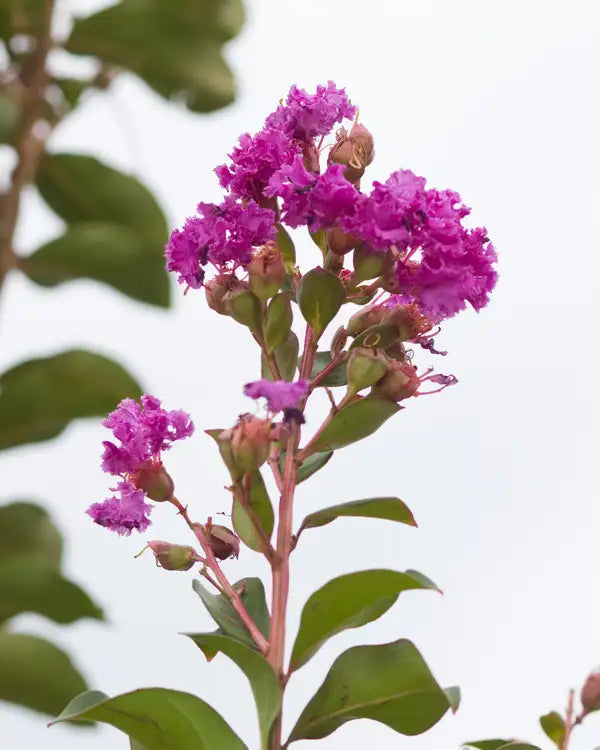 Crape Myrtle Autauga