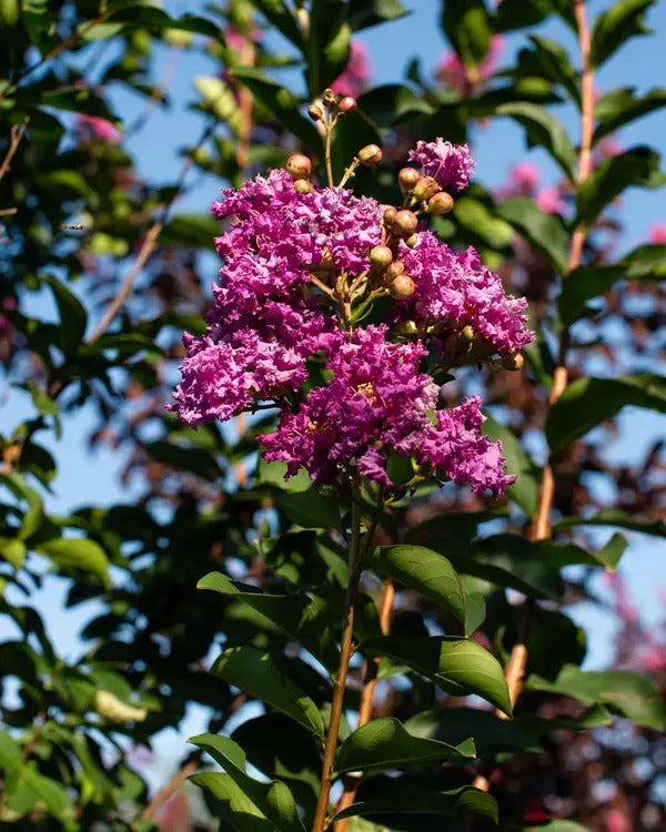 Crape Myrtle Autauga