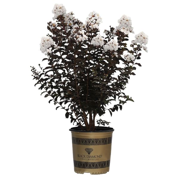 Crape Myrtle