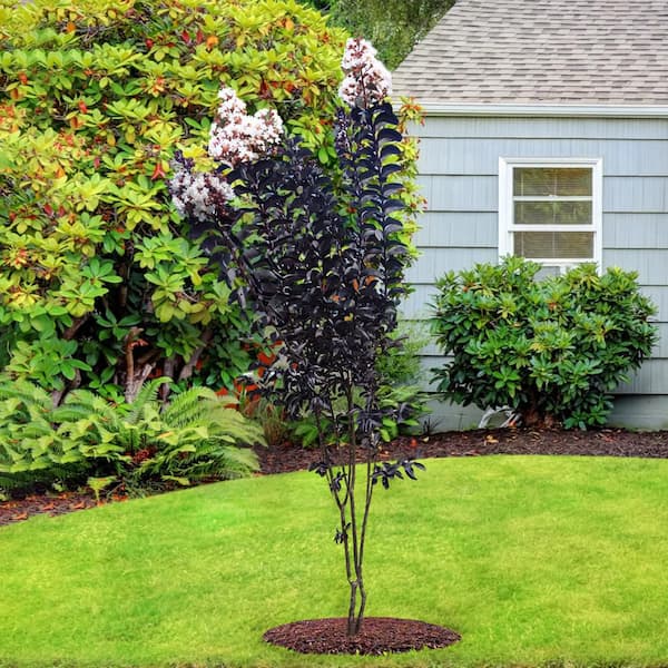 Crape Myrtle Black Diamond Pure White