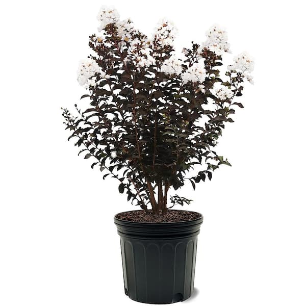 Crape Myrtle Black Diamond Pure White