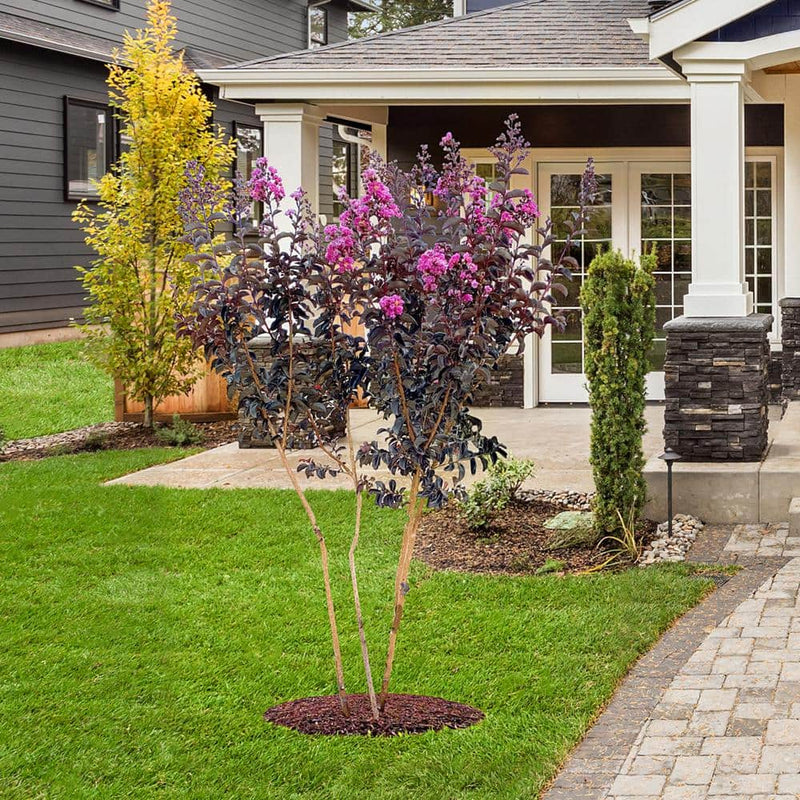 Crape Myrtle Black Diamond Pure Purple
