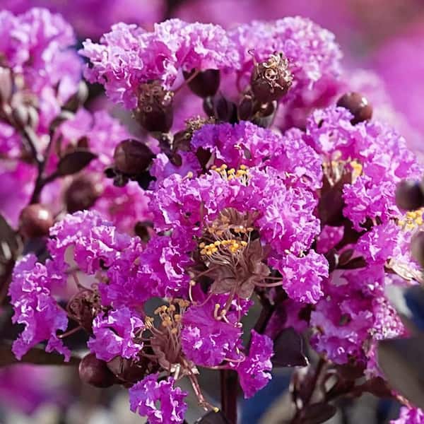 Crape Myrtle Black Diamond Pure Purple