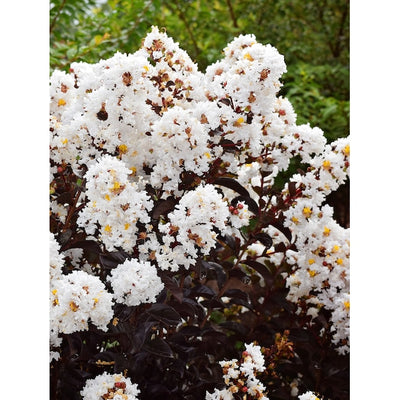 Crape Myrtle Black Diamond Pure White