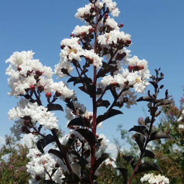 Crape Myrtle Black Diamond Pure White