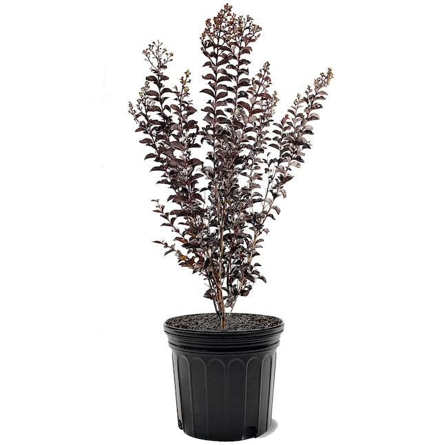 Crape Myrtle Black Diamond Pure White