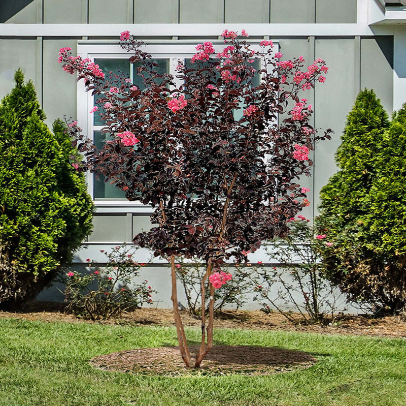 Crape Myrtle Black Diamond Shell Pink