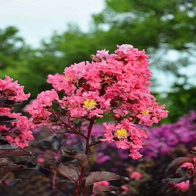 Crape Myrtle Black Diamond Shell Pink