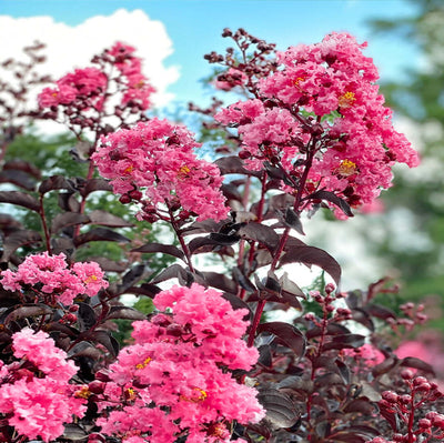 Crape Myrtle Black Diamond Shell Pink