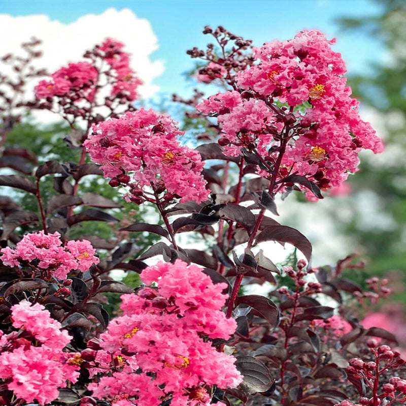 Crape Myrtle Black Diamond Shell Pink