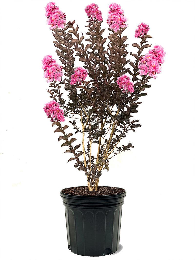 Crape Myrtle Black Diamond Shell Pink