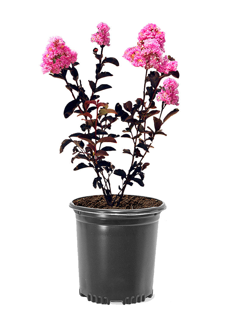 Crape Myrtle Black Diamond Shell Pink