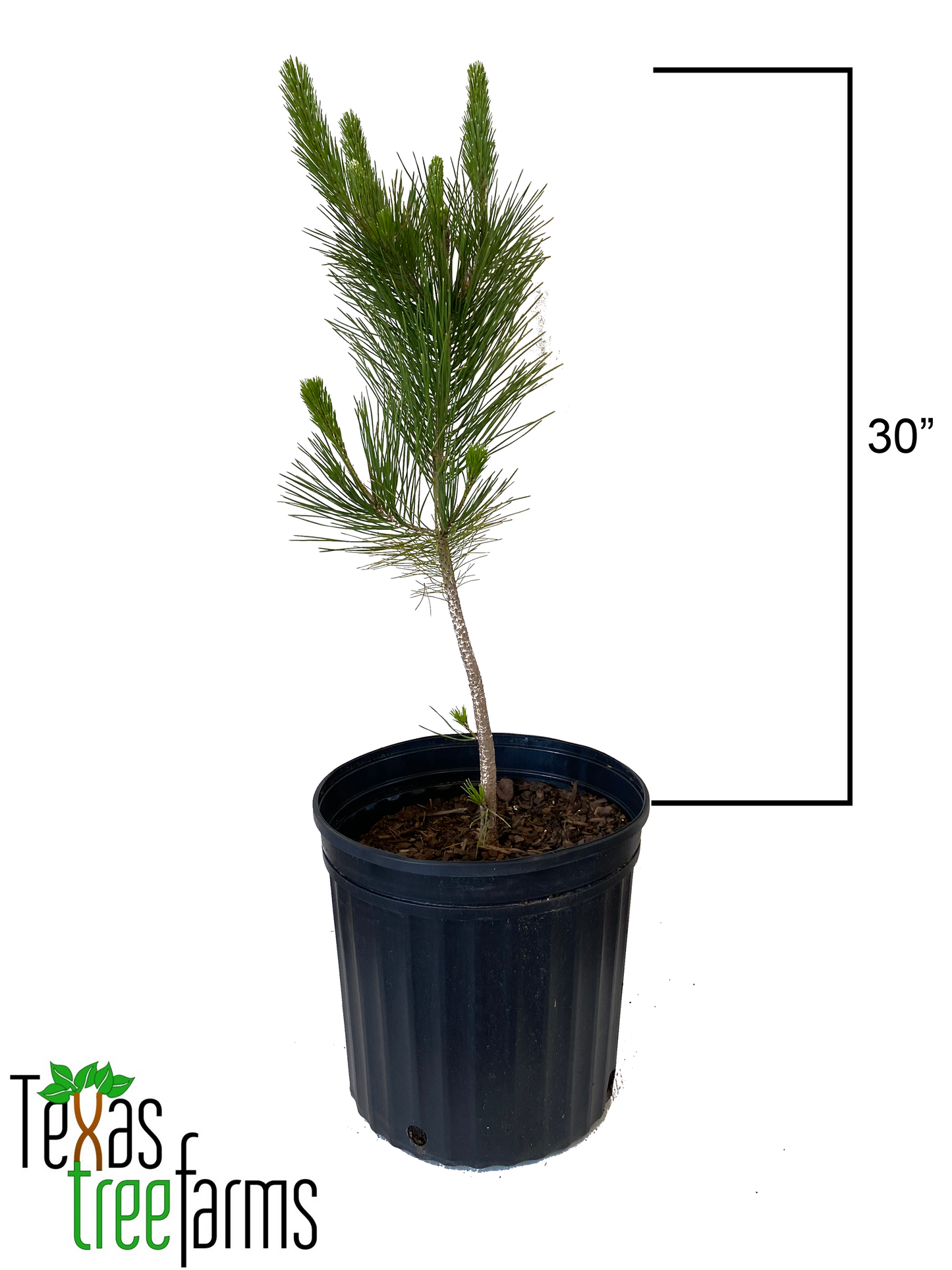 Pine Japanese Black 5 Gallon