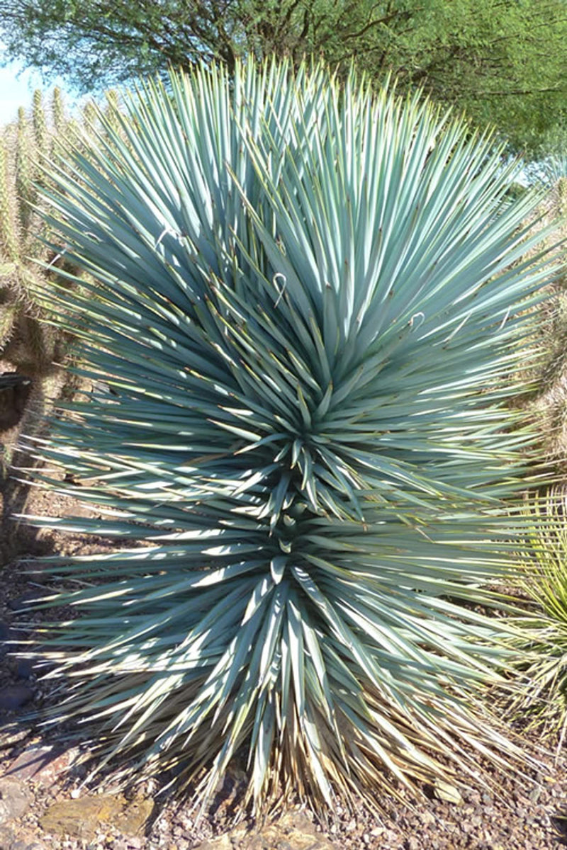 Yucca &