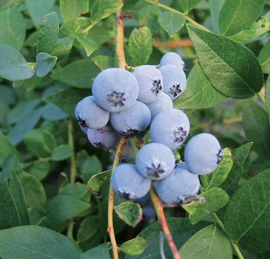 Blueberry Biloxi