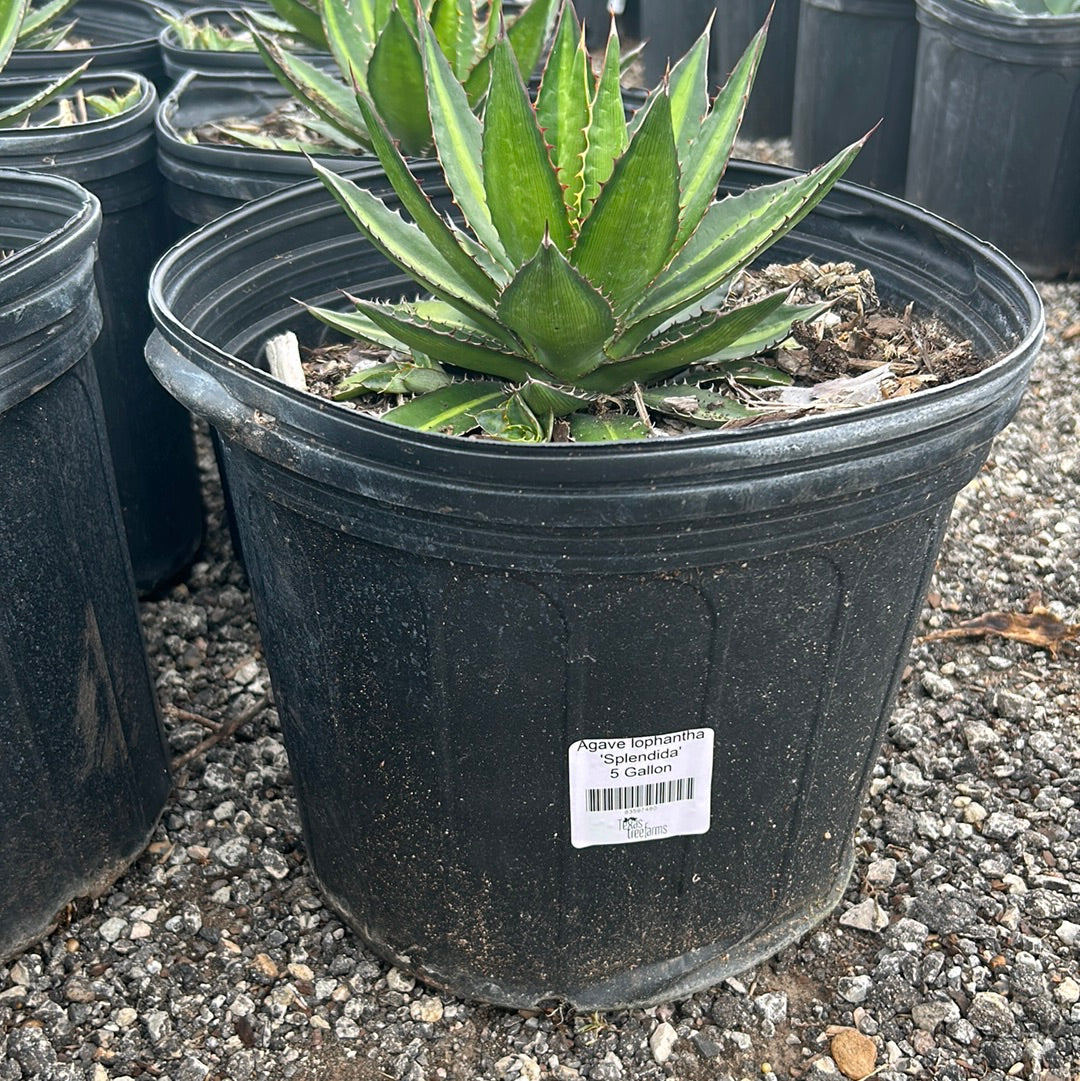 Agave lophantha Splendida – Texas Tree Farms