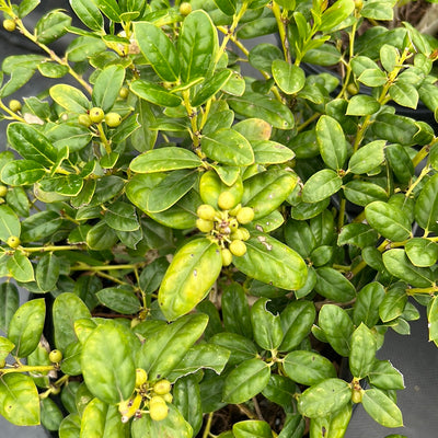 Holly Dwarf Burford