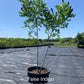 False Indigo