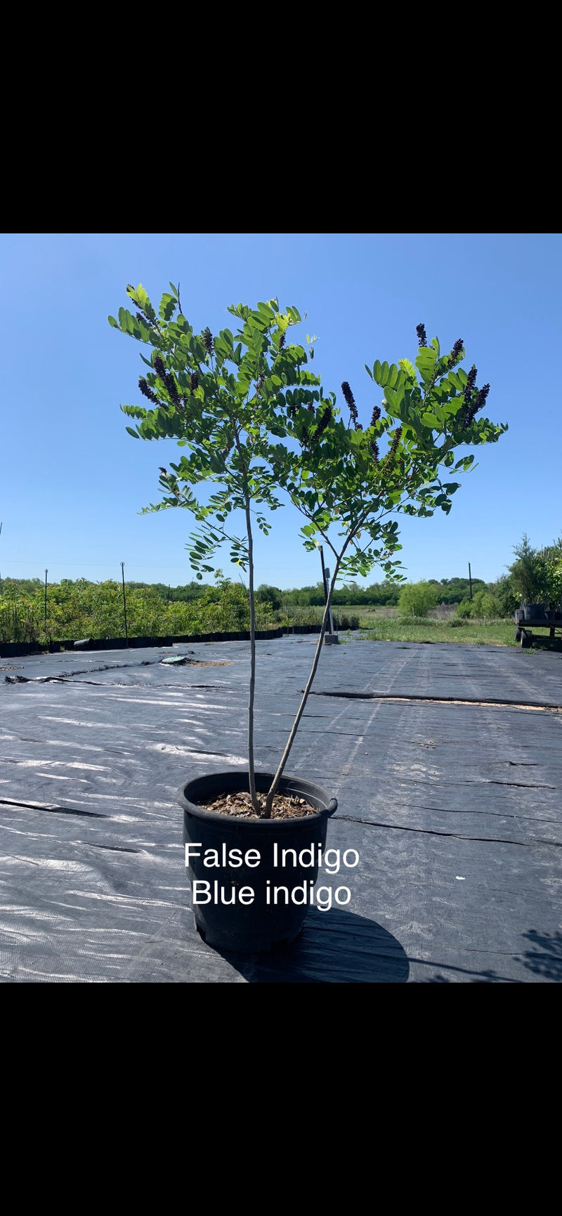 False Indigo