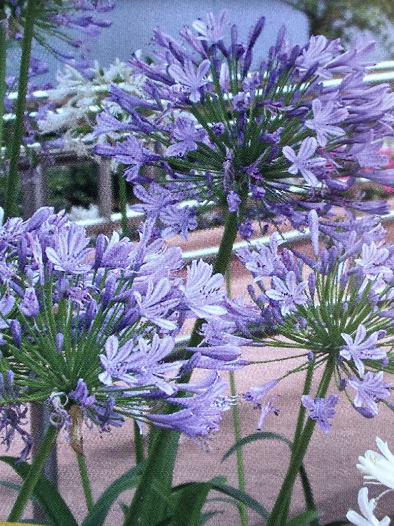 Agapanthus Lily of the Nile