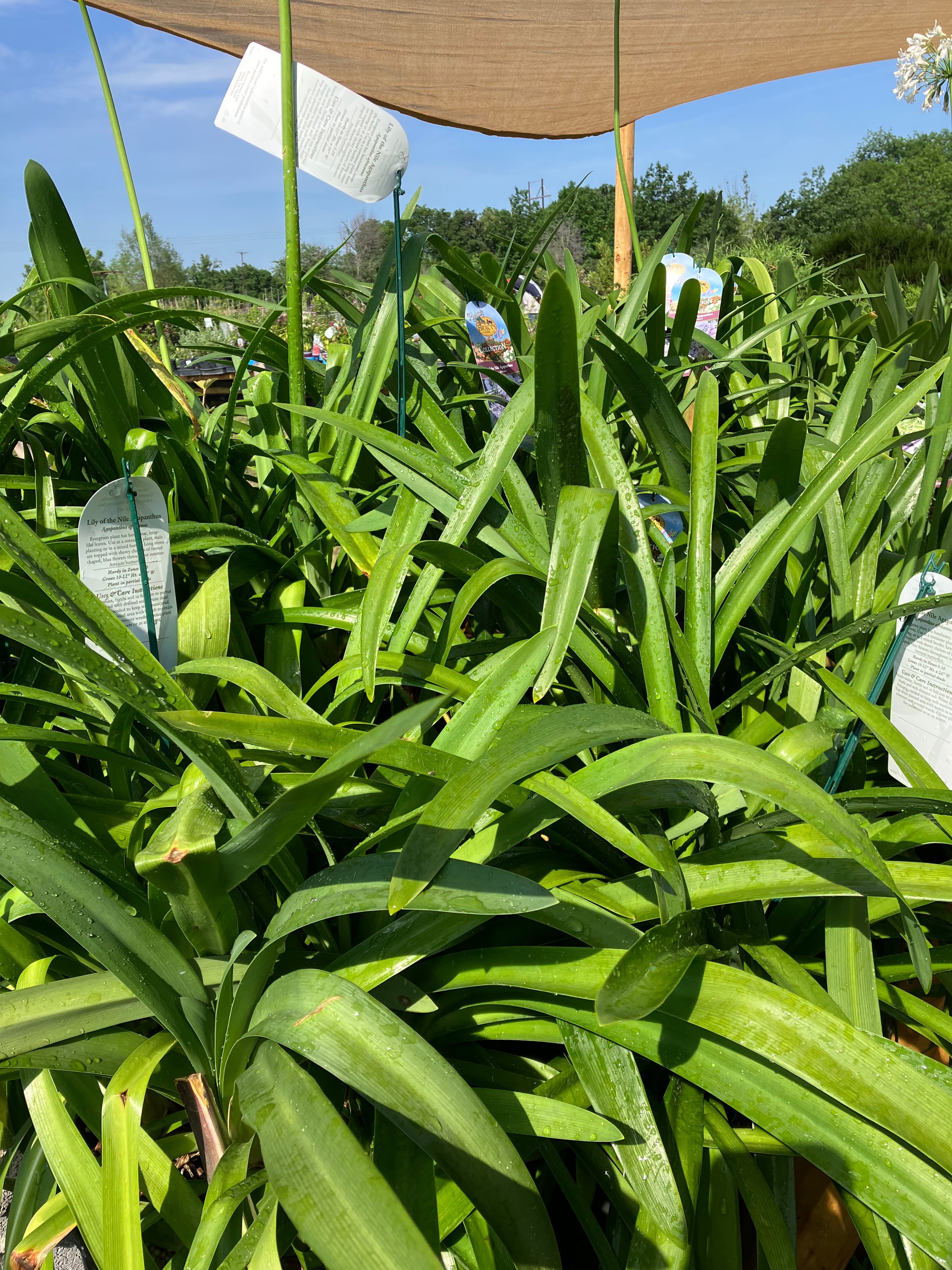 Agapanthus Lily Of The Nile – Texas Tree Farms