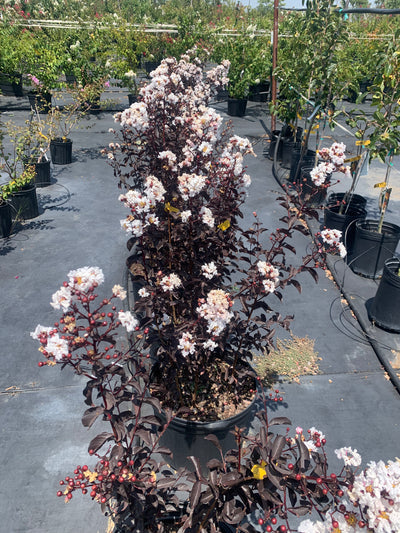 Crape Myrtle Black Diamond Pure White