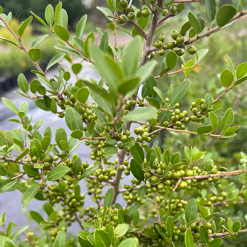 Holly Yaupon Pride of Houston – Texas Tree Farms