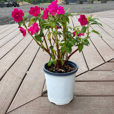 Sunpatiens Compact Rose Glow