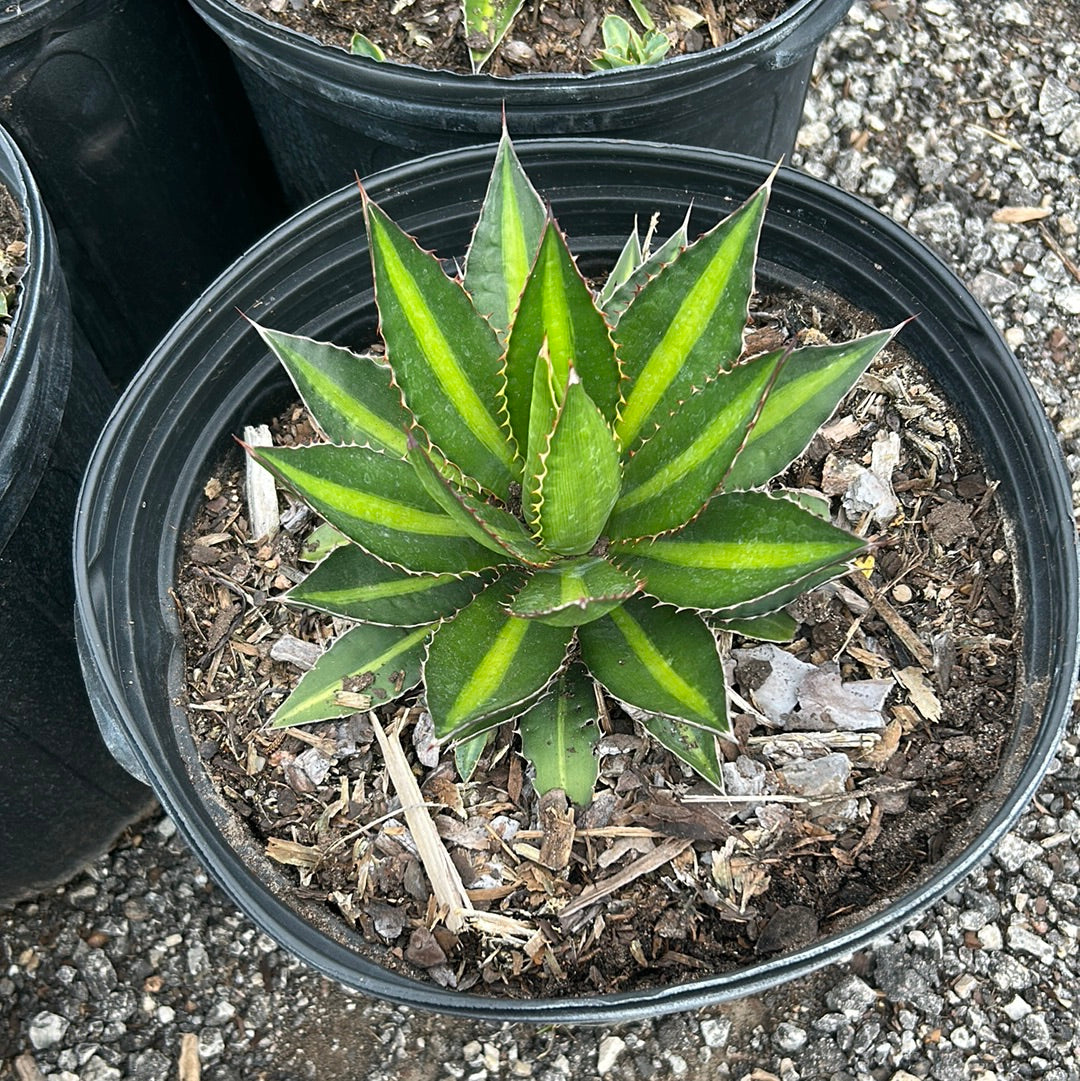 Agave lophantha Splendida – Texas Tree Farms