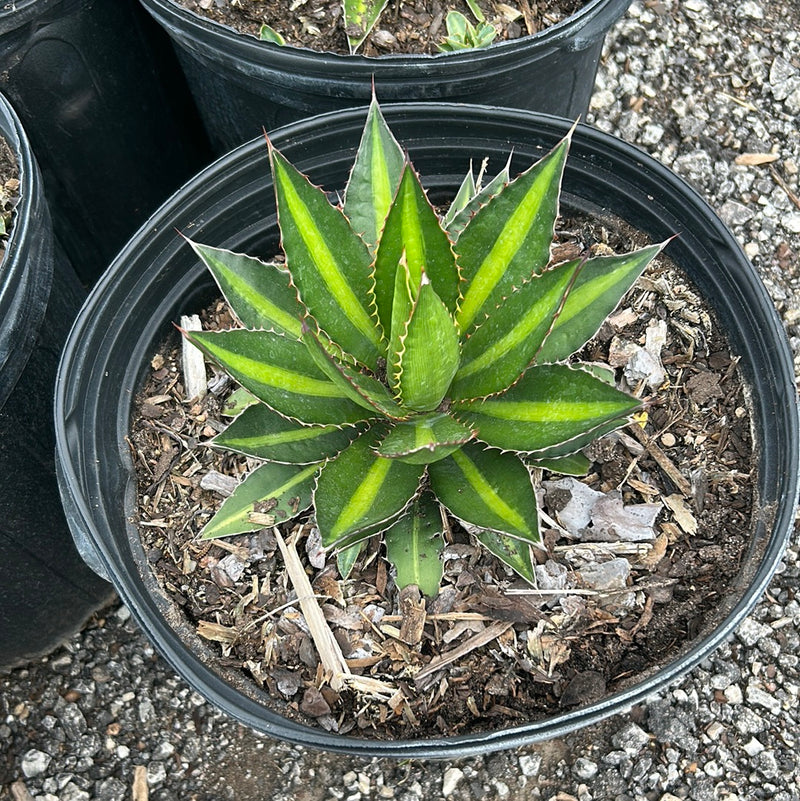 Agave lophantha Splendida