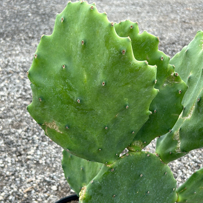 Cactus Prickly Pear Spineless Old Mexico