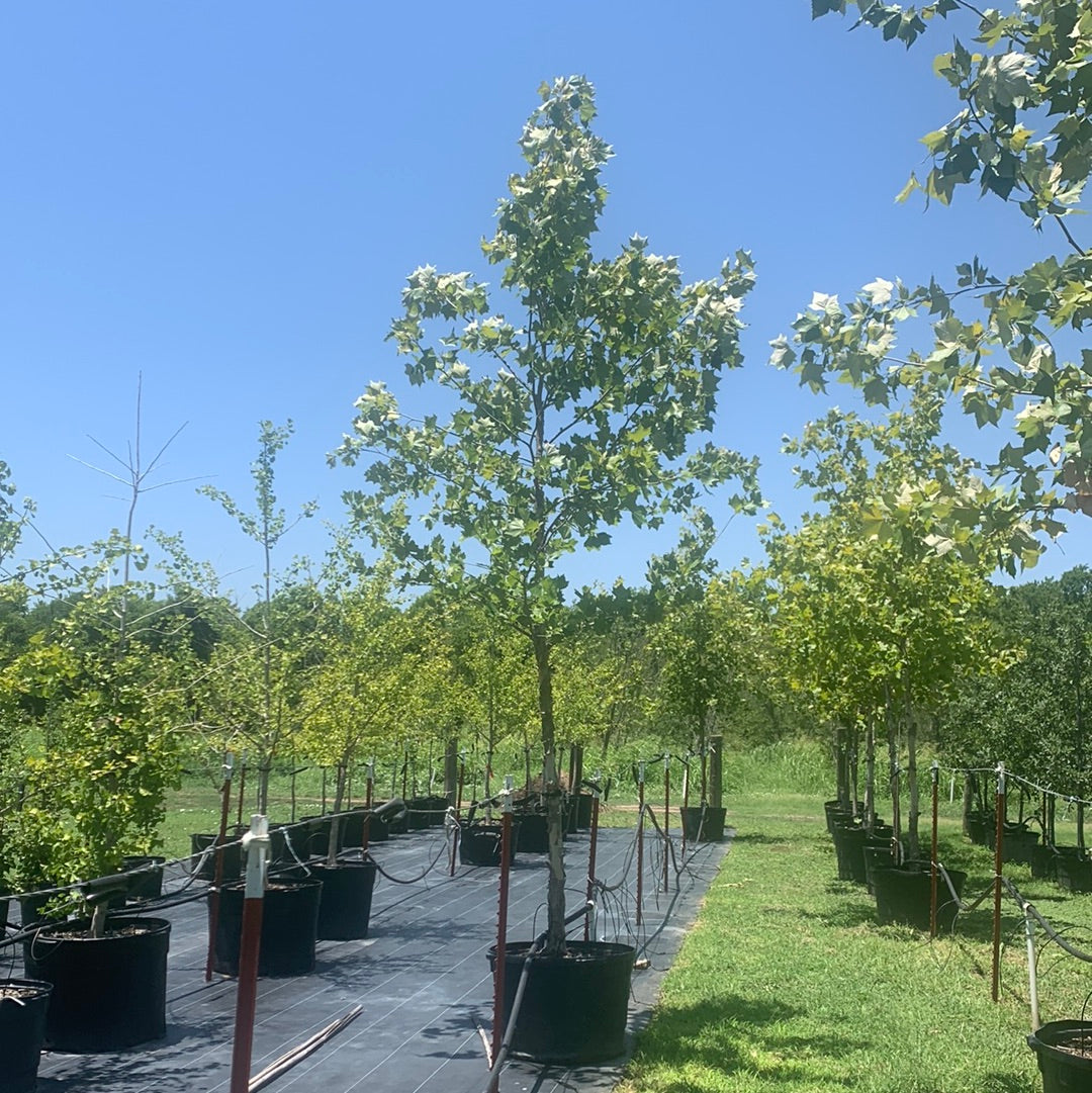 Mexican Sycamores For Sale | Texas Tree Farms