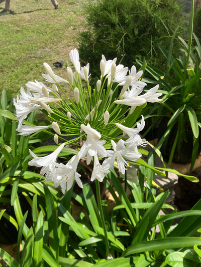 Agapanthus Getty White