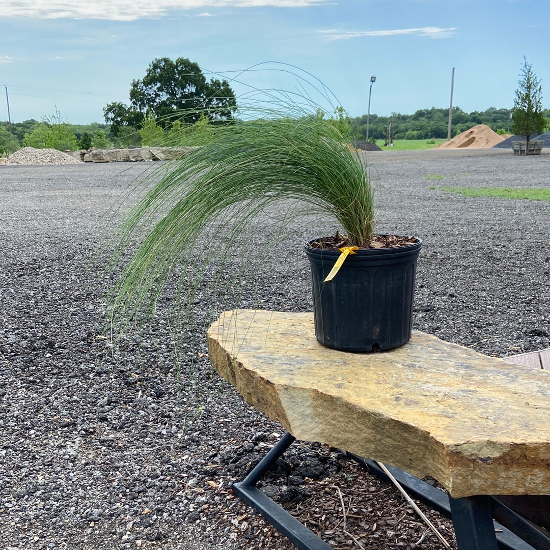 Grass Pink Gulf Muhly