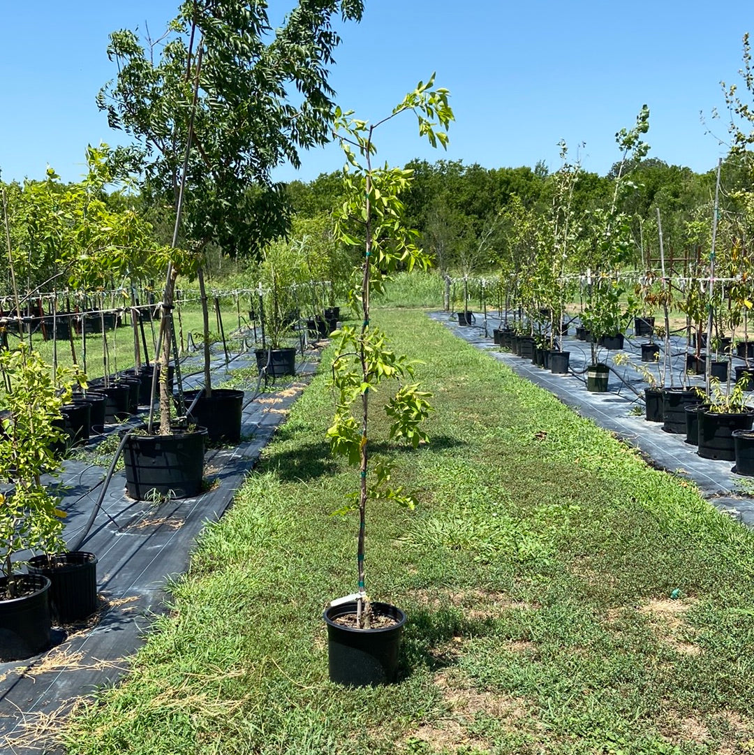 Jujube Lang – Texas Tree Farms