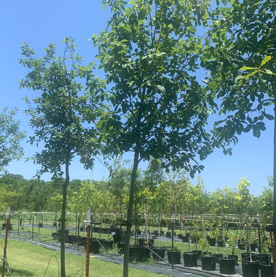 Monterrey Oaks for Sale | Texas Tree Farms